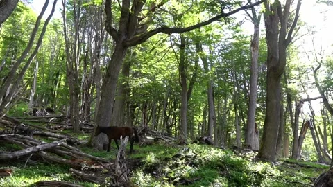 Wild horse wander inside a forest alone slow motion Stock Footage 171522418