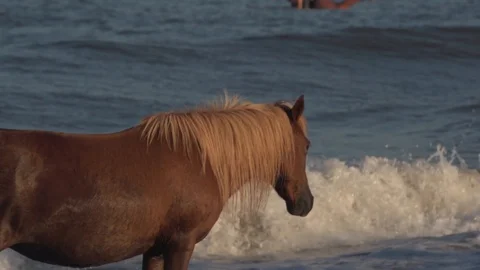 Wild Horse in the water. Stock Footage 93593490