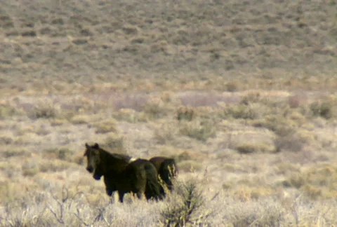 Wild horses 01 Stock Footage 489050