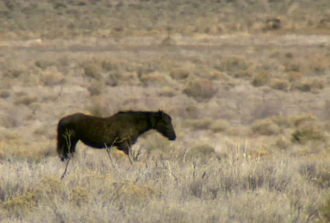 Wild horses 03 Stock Footage 489054