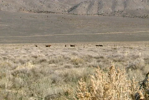 Wild horses 04 Stock Footage 489058