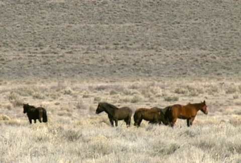 Wild horses 05 Stock Footage 489059