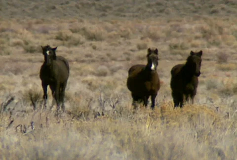 Wild horses 06 Stock Footage 489061
