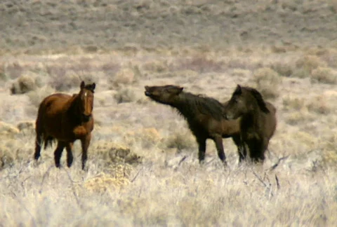 Wild horses 07 Stock Footage 489063