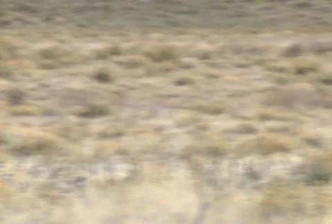 Wild horses 08 Stock Footage 489070