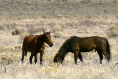 Wild horses 09 Stock Footage 489068