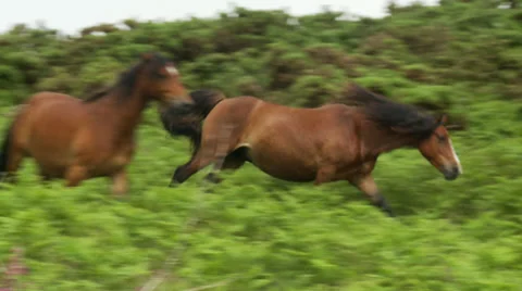 Wild Horses 1 Stock Footage 32966329