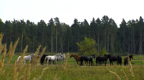 Wild horses 1 Stock Footage 46377010