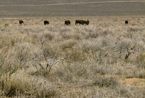 Wild horses 10 Stock Footage 489073