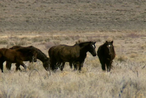 Wild horses 11 Stock Footage 489276