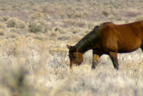 Wild horses 13 Stock Footage 489279