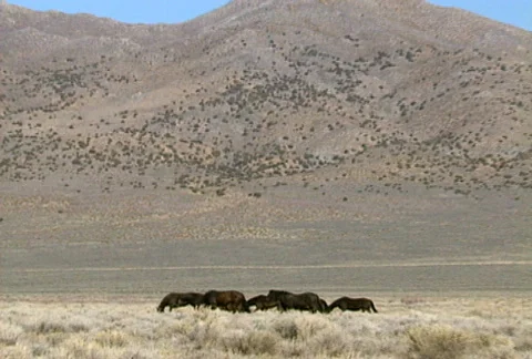 Wild horses 15 Stock Footage 489284