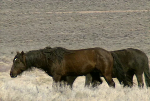 Wild horses 16 Stock Footage 489285