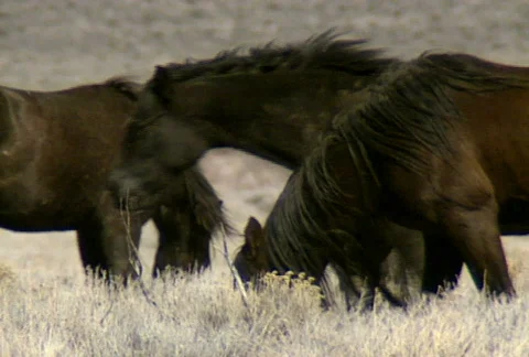Wild horses 17 Stock Footage 489291