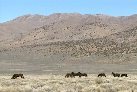 Wild horses 18 Stock Footage 489289