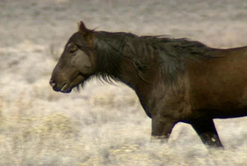 Wild horses 19 Stock Footage 489294