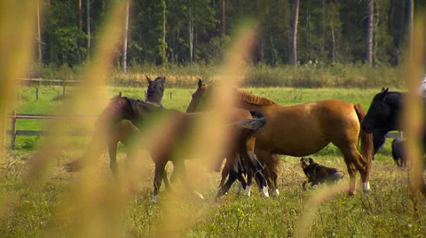 Wild horses 2 Stock Footage 46376976