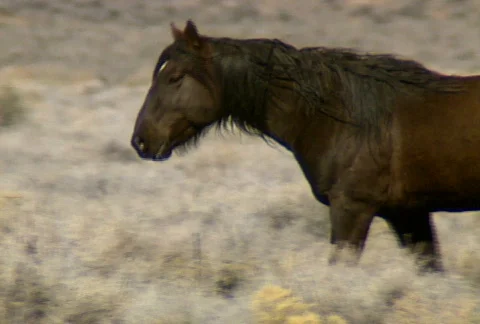 Wild horses 20 Stock Footage 489296