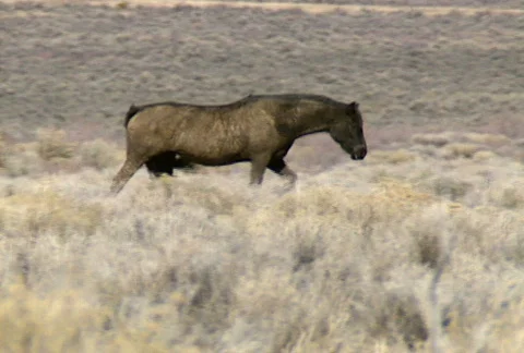 Wild horses 21 Stock Footage 489299