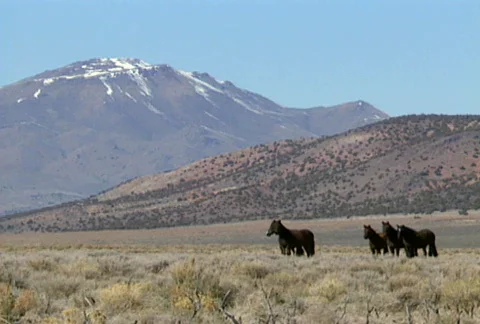 Wild horses 22 Stock Footage 489300