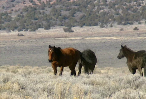 Wild horses 24 Stock Footage 489306