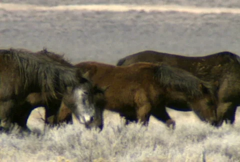 Wild horses 25 Stock Footage 489307