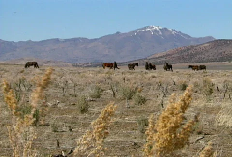 Wild horses 26 Stock Footage 490486