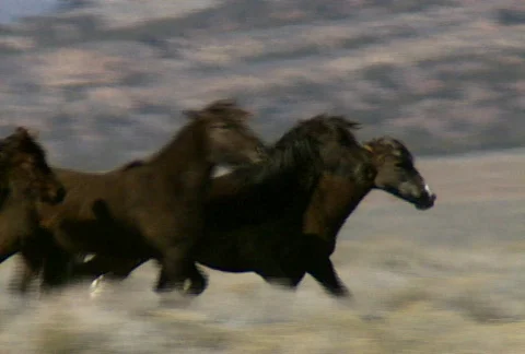 Wild horses 29 Stock Footage 490481