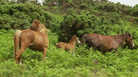 Wild Horses 3 Stock Footage 32966898