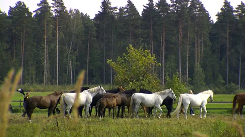 Wild horses 3 Stock Footage 46376966