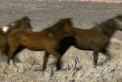 Wild horses 30 Stock Footage 490482