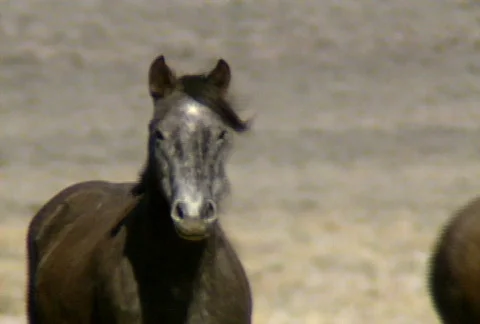 Wild horses 31 Video stock 490480