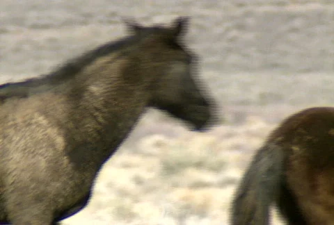 Wild horses 32 Stock Footage 490478