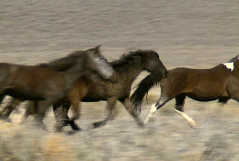 Wild horses 33 Video stock 490468