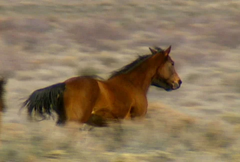 Wild horses 34 Stock Footage 490477