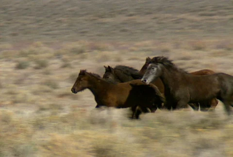 Wild horses 35 Stock Footage 488931