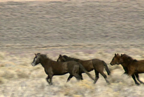 Wild horses 36 Stock Footage 488938