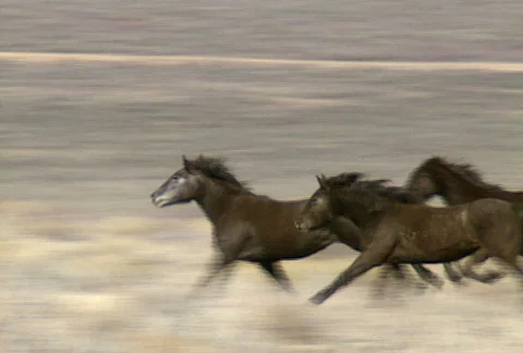 Wild horses 37 Video stock 488939