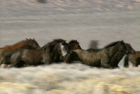 Wild horses 38 Video stock 488941