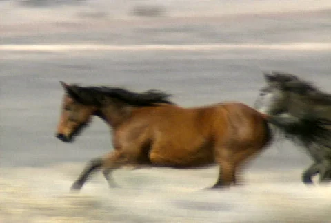 Wild horses 39 Video stock 488943