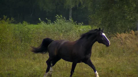 Wild horses 4 Stock Footage 46376934