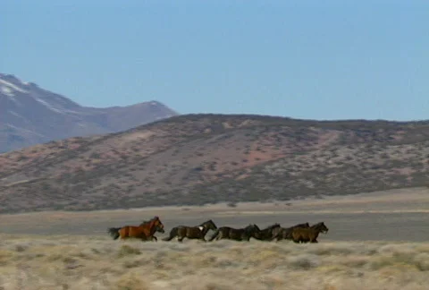 Wild horses 40 Video stock 488222
