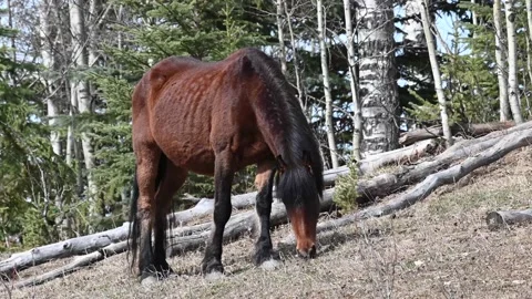 Wild Horses - Alberta, MC, herd, grazing, spring 2 Stock Footage 151295559