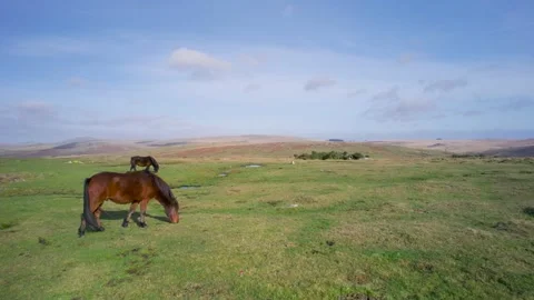 Wild horses and Fields over Sharpitor in Dartmoor National Park, Devon, England Stock Footage 165018637