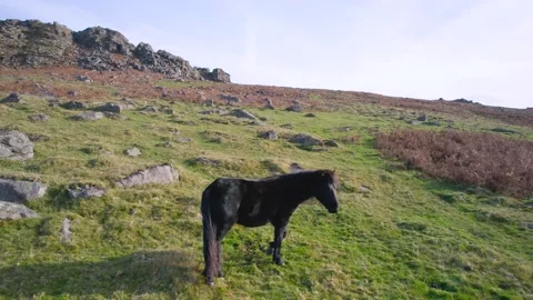 Wild horses and Fields over Sharpitor in Dartmoor National Park, Devon, England Stock Footage 165083640