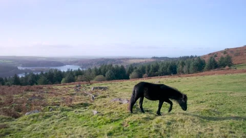 Wild horses and Fields over Sharpitor in Dartmoor National Park, Devon, England Stock Footage 165083693