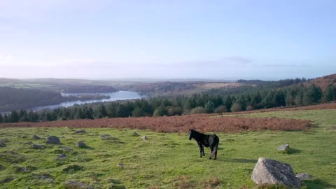 Wild horses and Fields over Sharpitor in Dartmoor National Park, Devon, England Stock-Footage 165084061