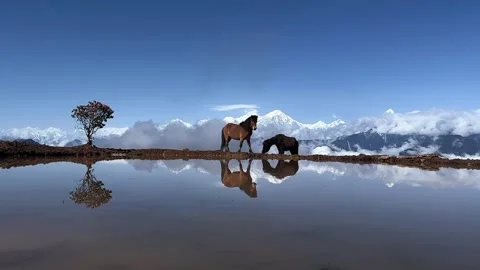 Wild Horses and Rhododendron Tree Reflected in Alpine Lake Tibet Plateau China Stock Footage 339760122