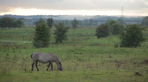 Wild horses and train Stock Footage 39560597