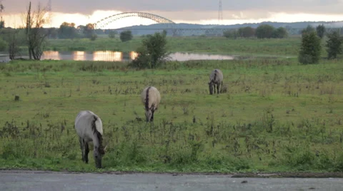 Wild horses and train Stock Footage 39560604